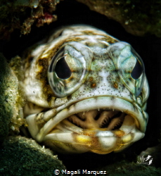 Portrait Jawfish by Magali Marquez 